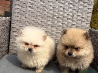 Pomeranian dogs Pomeranian puppies ready to leave - Advert 1