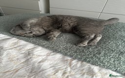 British Shorthair cats for sale: Female British shorthair cat  - Image 1
