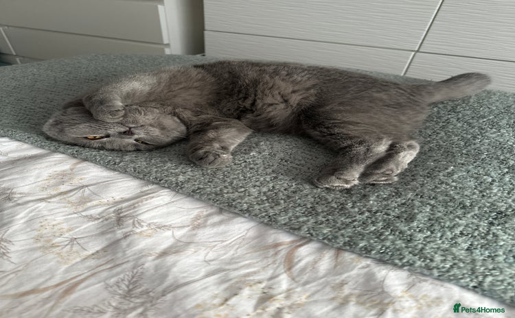 British Shorthair cats - Advert 10