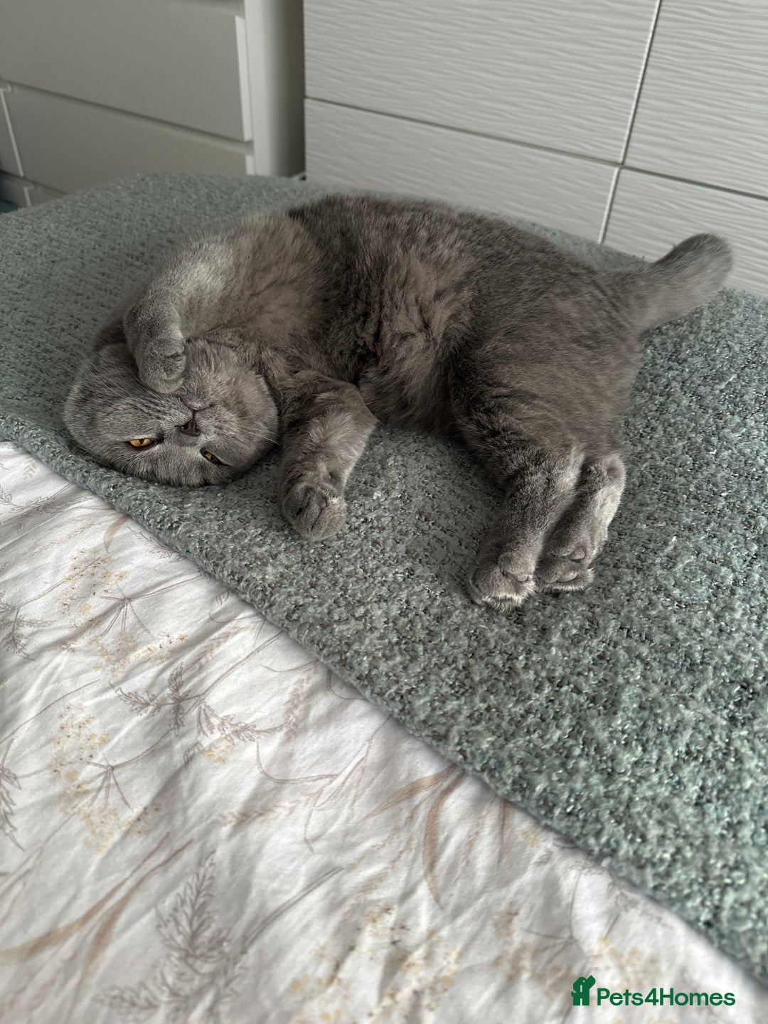British Shorthair cats for sale: Female British shorthair cat  - Image 1