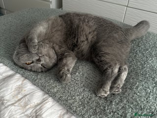 British Shorthair cats - Advert 11