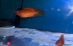 Other/Mixed Breed fish for sale: Snakehead and 2 parrot Cichilds - Image 5
