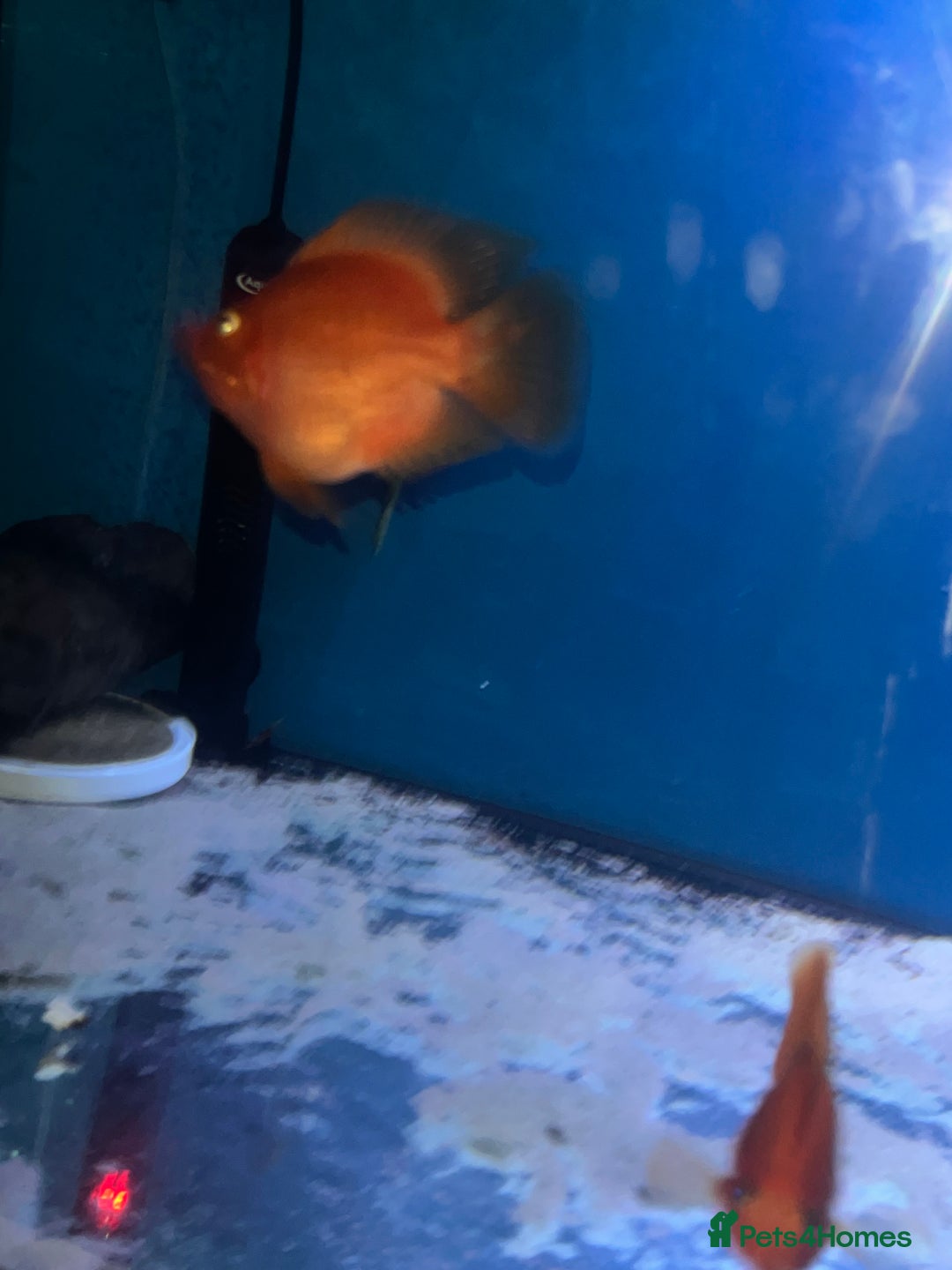 Other/Mixed Breed fish for sale: Snakehead and 2 parrot Cichilds - Image 5