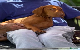 Hungarian Vizsla dogs for sale: 🐾Can You be my Human?🐾  Senator 👀For HisHome  - Image 8