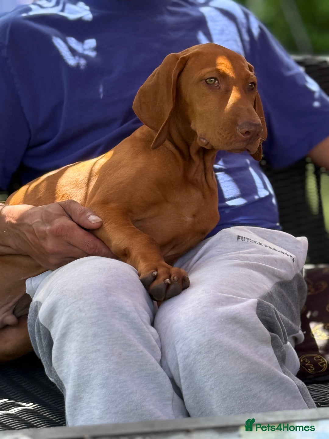 Hungarian Vizsla dogs for sale: 🐾Can You be my Human?🐾  Senator 👀For HisHome  - Image 8