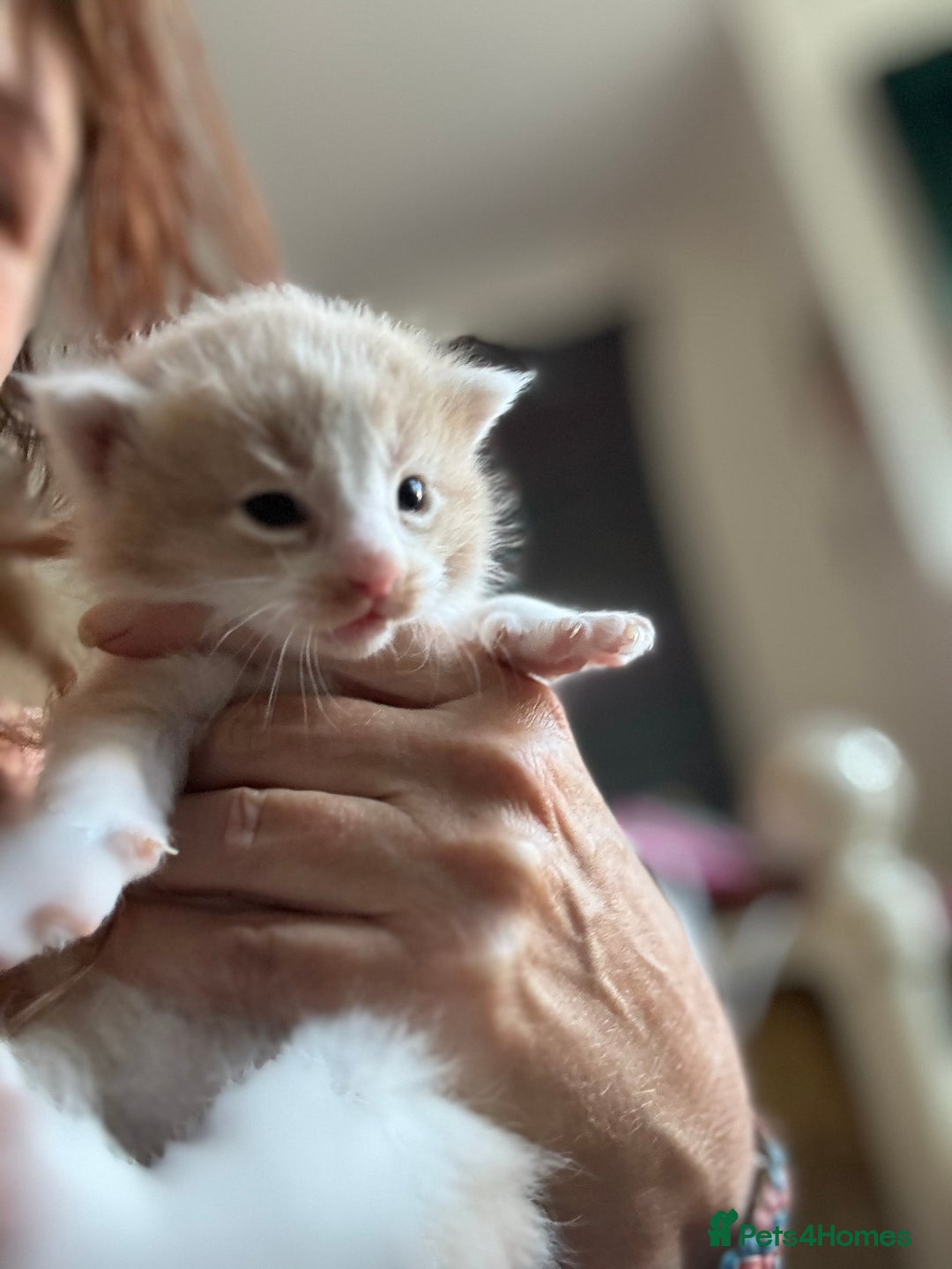 Maine Coon cats for sale: Beautiful Maine Coon X kittens - Image 9