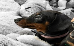 Miniature Dachshund dogs for sale: ✨ READY NOW  KC MINIATURE DACHSHUND PRA CLEAR   - Advert 2