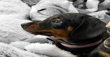 Miniature Dachshund dogs ✨ READY NOW  KC MINIATURE DACHSHUND PRA CLEAR   - Advert 16