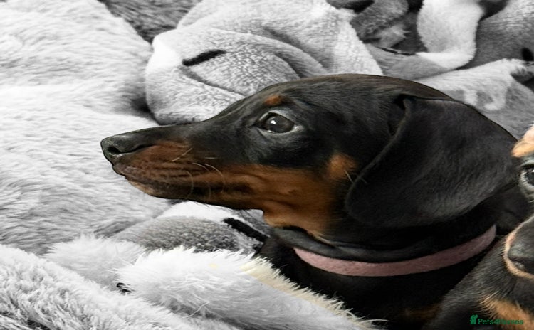 Miniature Dachshund dogs - Advert 10