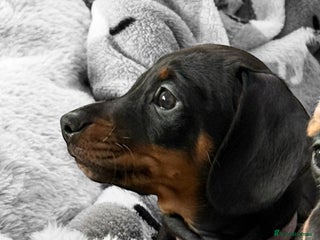 Miniature Dachshund dogs ✨ READY NOW KC MINIATURE DACHSHUND PRA CLEAR - Advert 9