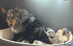 Border Collie dogs for sale: Merle border collies - Advert 1