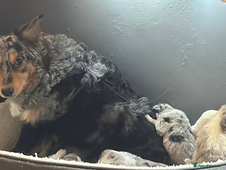 Border Collie dogs Merle border collies - Advert 3