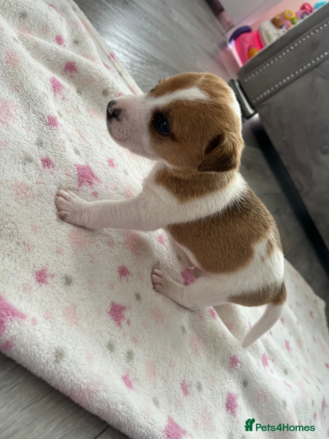 Parson Russell dogs for sale: 5 Gorgeous Parson Russells - Image 6