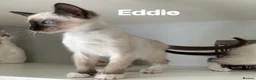 Ragamese cats for sale:    Gorgeous Ragamese Boys - Advert 3