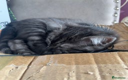 Ragdoll cats for sale: Ragdoll x tabby - Image 2