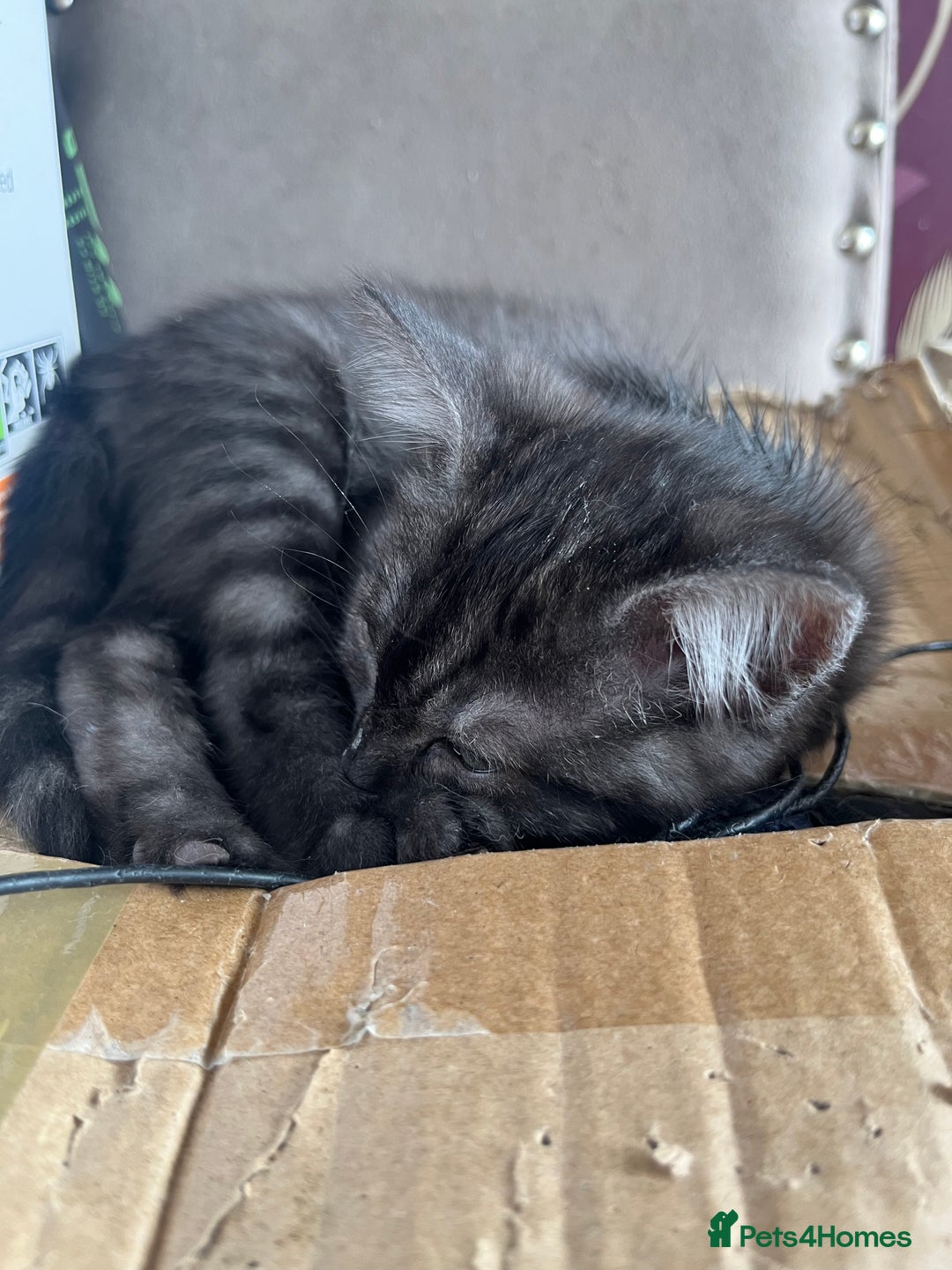 Ragdoll cats for sale: Ragdoll x tabby - Image 2