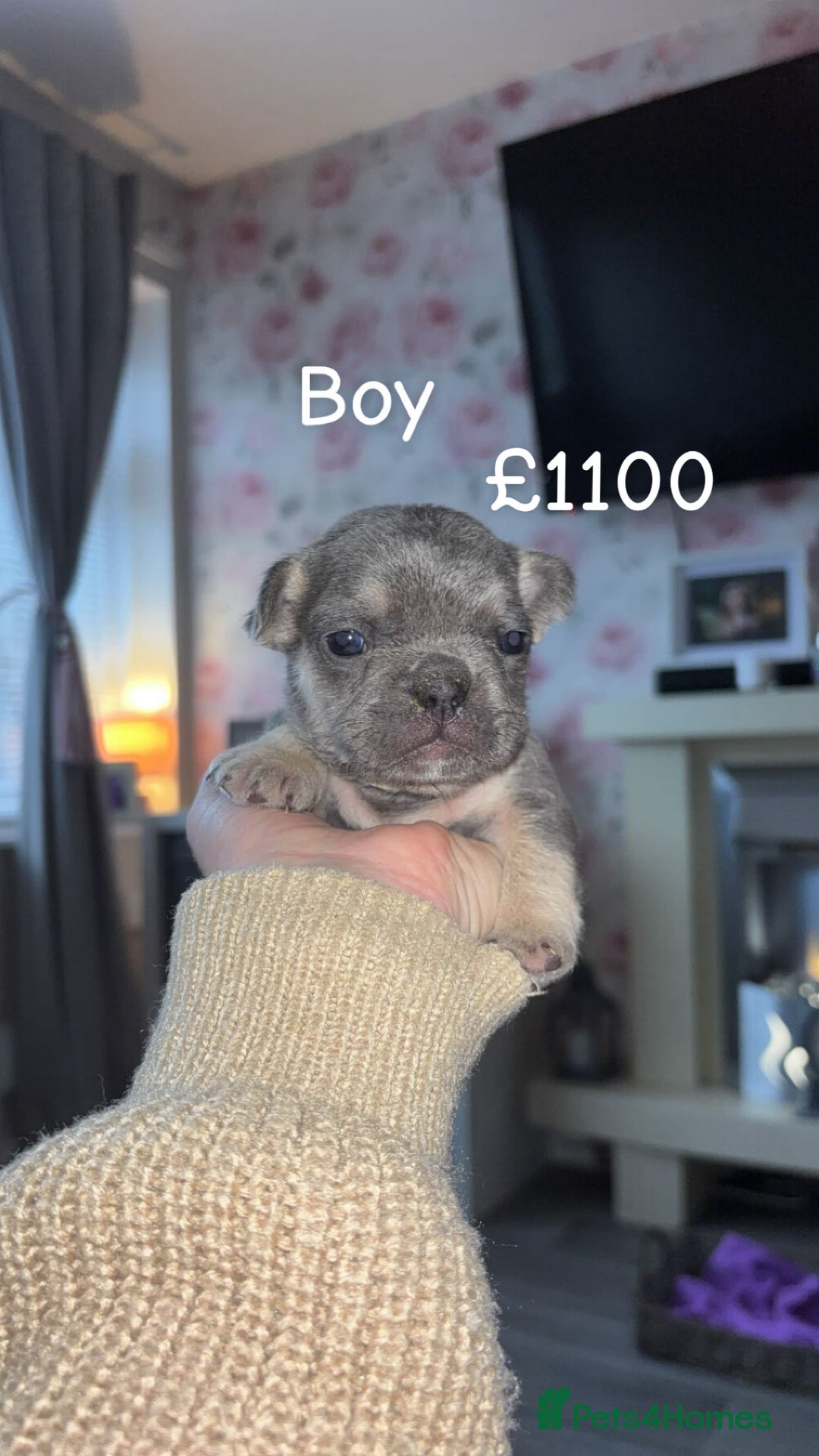 French Bulldog dogs for sale: French bulldog puppy  - Advert 1