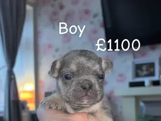 French Bulldog dogs French bulldog puppy - Advert 20