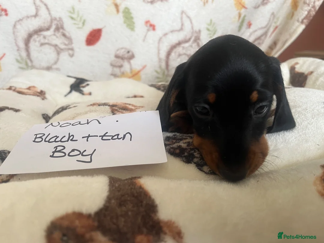 Miniature Dachshund dogs for sale: Dachshund-mini smooth - Advert 2