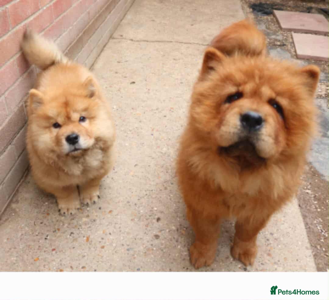 Chow Chow dogs for sale: Beautiful pablo is ready now and fully vaccinated - Image 4