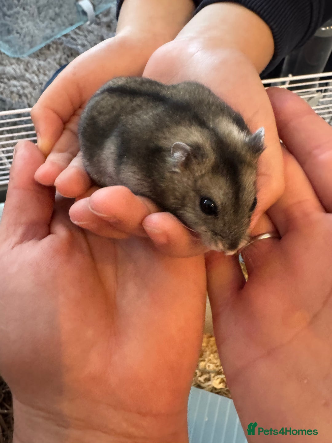 Hamster rodents for sale: Russian dwarf hamster  - Image 4