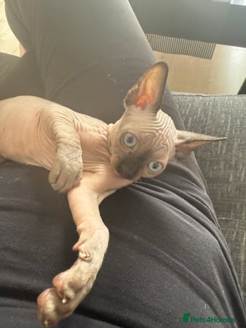 Sphynx cats - Advert 9