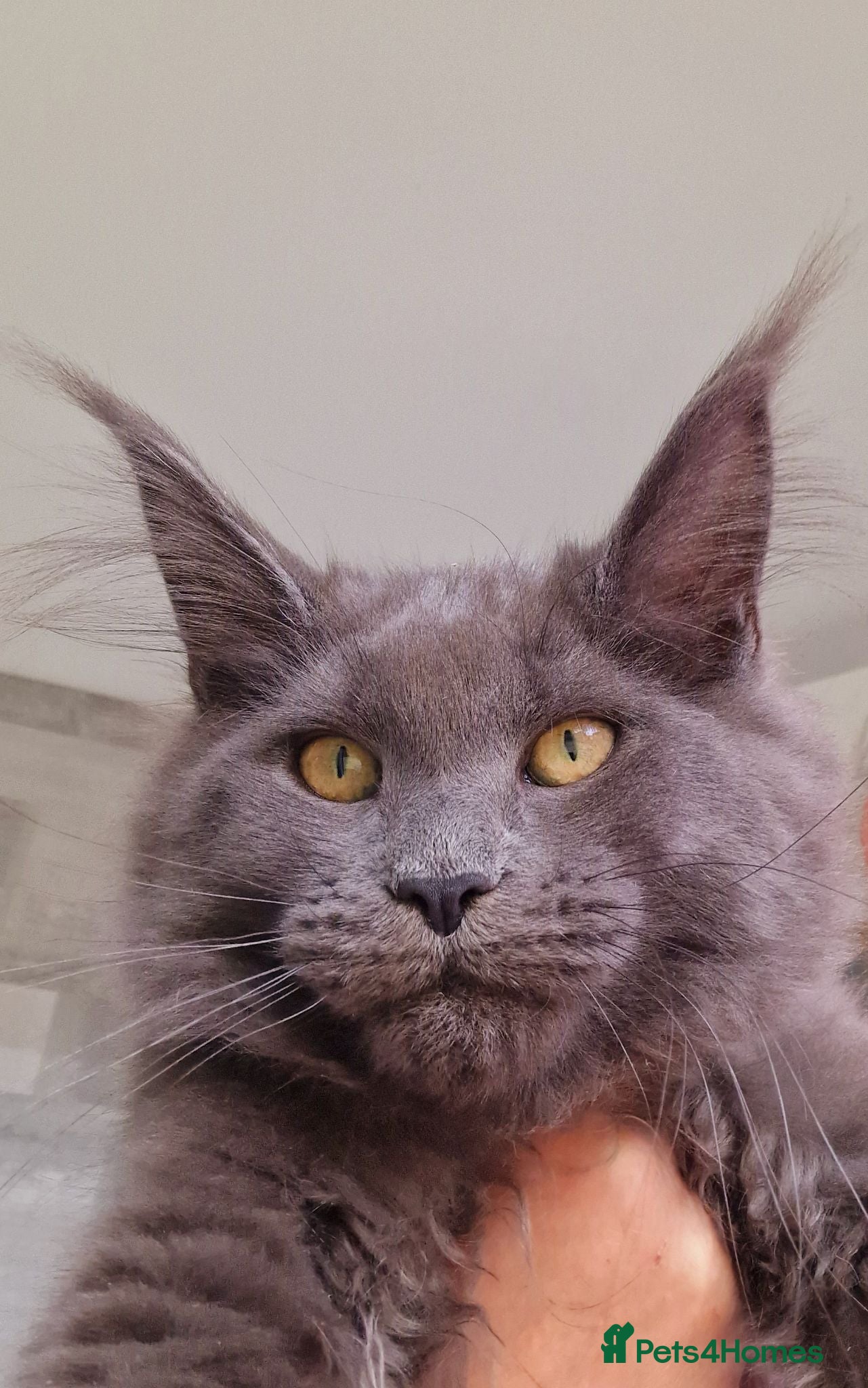 Maine Coon cats Maine coon kittens  - Advert 2