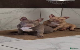 American Bully dogs for sale: American Bully Pocket Extreme - Image 4