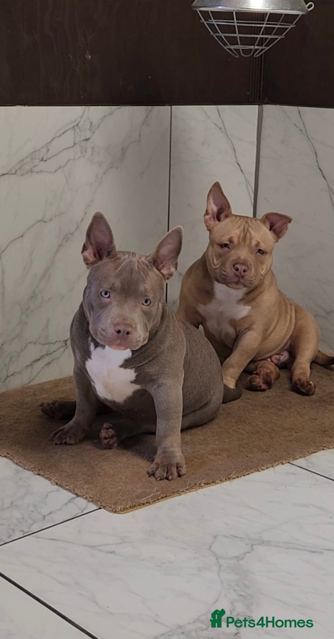 American Bully dogs for sale: American Bully Pocket Extreme - Image 4