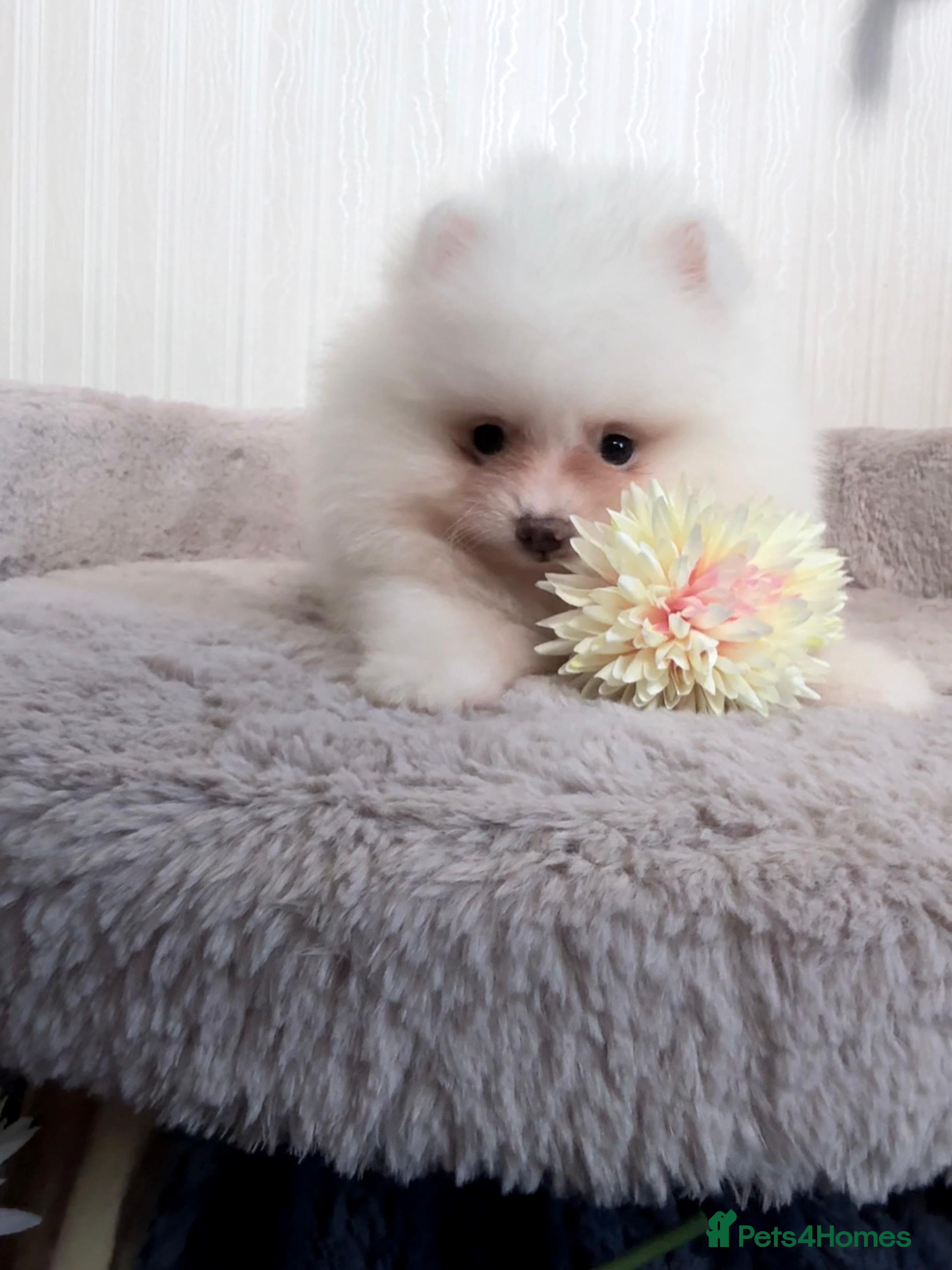 Pomeranian dogs Tiny White snow Pomeranian Puppies  - Advert 2