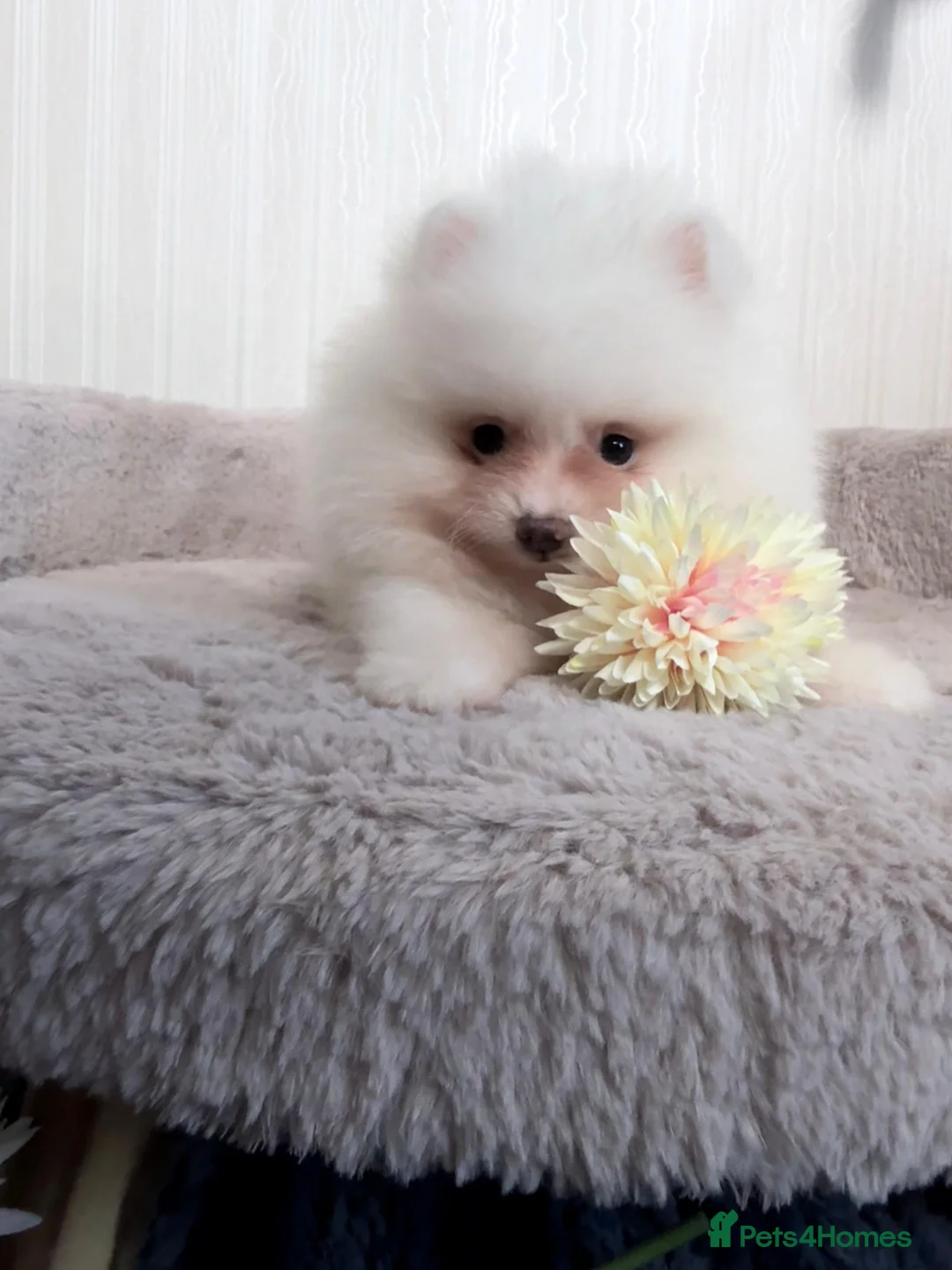 Pomeranian dogs for sale: Tiny White snow Pomeranian Puppies  - Advert 1