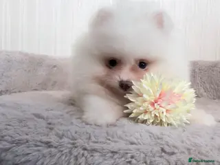 Pomeranian dogs Tiny White snow Pomeranian Puppies - Advert 5