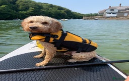 Mixed Breed dogs for sale: English Springer Spaniel X Cockerpoo  - Image 10