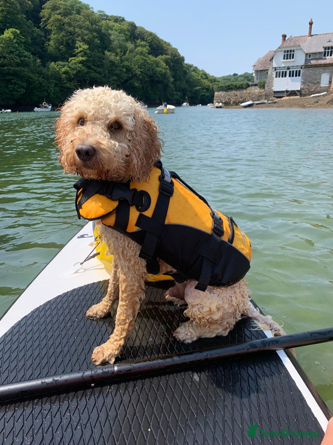 Mixed Breed dogs for sale: English Springer Spaniel X Cockerpoo  - Image 10
