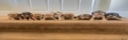 Cocker Spaniel dogs for sale: Beautiful show type cocker spaniel  in Doncaster - Advert 1