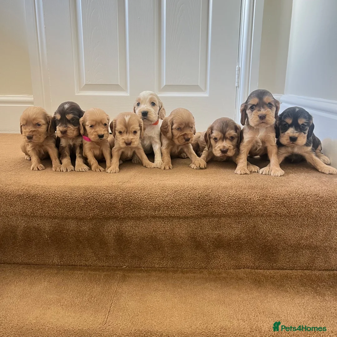 Cocker Spaniel dogs for sale: Beautiful show type cocker spaniel  in Doncaster - Advert 1
