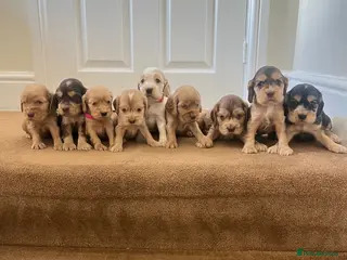 Cocker Spaniel dogs Beautiful show type cocker spaniel - Advert 1