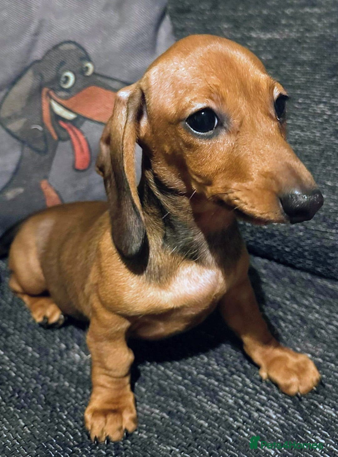 Miniature Dachshund dogs for sale: KC registered  PRA clear girls READY TO LEAVE  - Advert 1