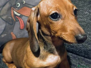 Miniature Dachshund dogs KC registered PRA clear girls READY TO LEAVE - Advert 4