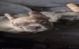 French Bulldog dogs for sale: 6 frenchie/ French bulldog - Image 2