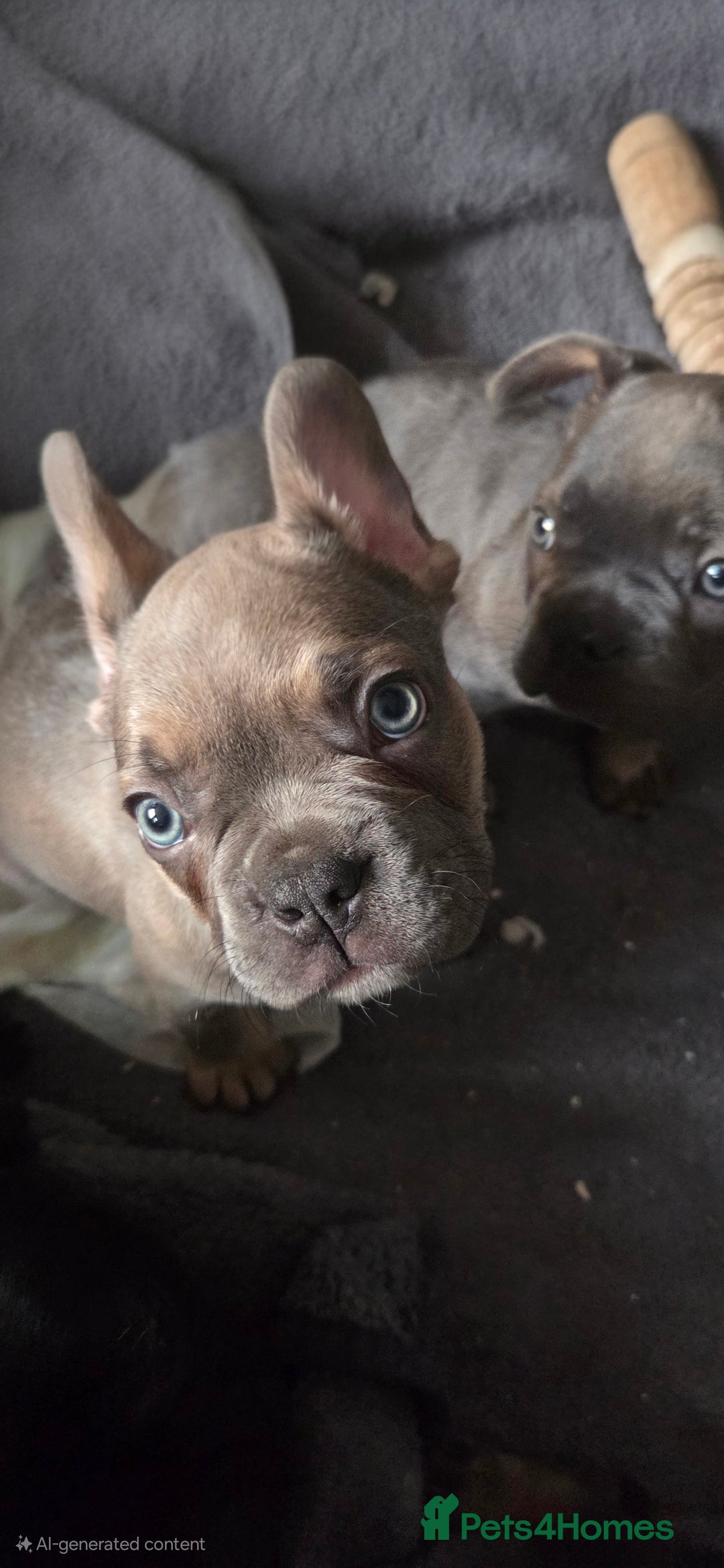 French Bulldog dogs for sale: 6 frenchie/ French bulldog - Image 2