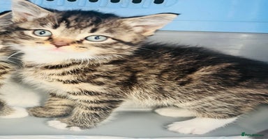 Mixed Breed cats - Advert 3