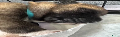 Akita 2