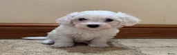 Mixed Breed dogs for sale: Beautiful litter of F1 Maltichon Puppies - Advert 11