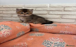 Scottish Fold cats for sale: Scottish fold pedigree kittens - Image 5
