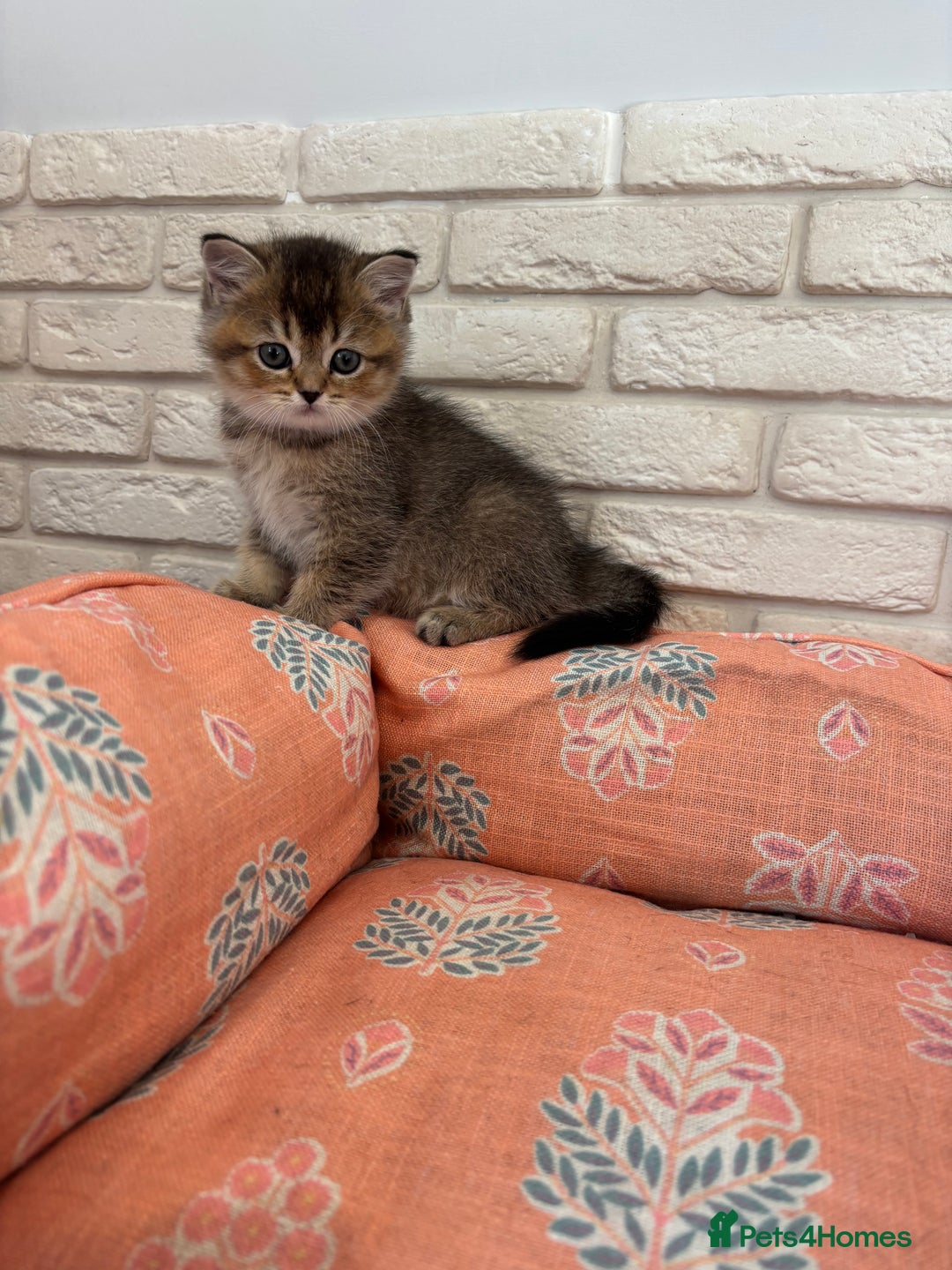 Scottish Fold cats for sale: Scottish fold pedigree kittens - Image 5