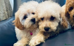 Maltipoo dogs for sale: Stuning Maltipoo Puppies Ready To Go - Image 24