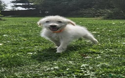 Mixed Breed dogs for sale: F1 Shepadoodle Puppies in Boston - Image 5