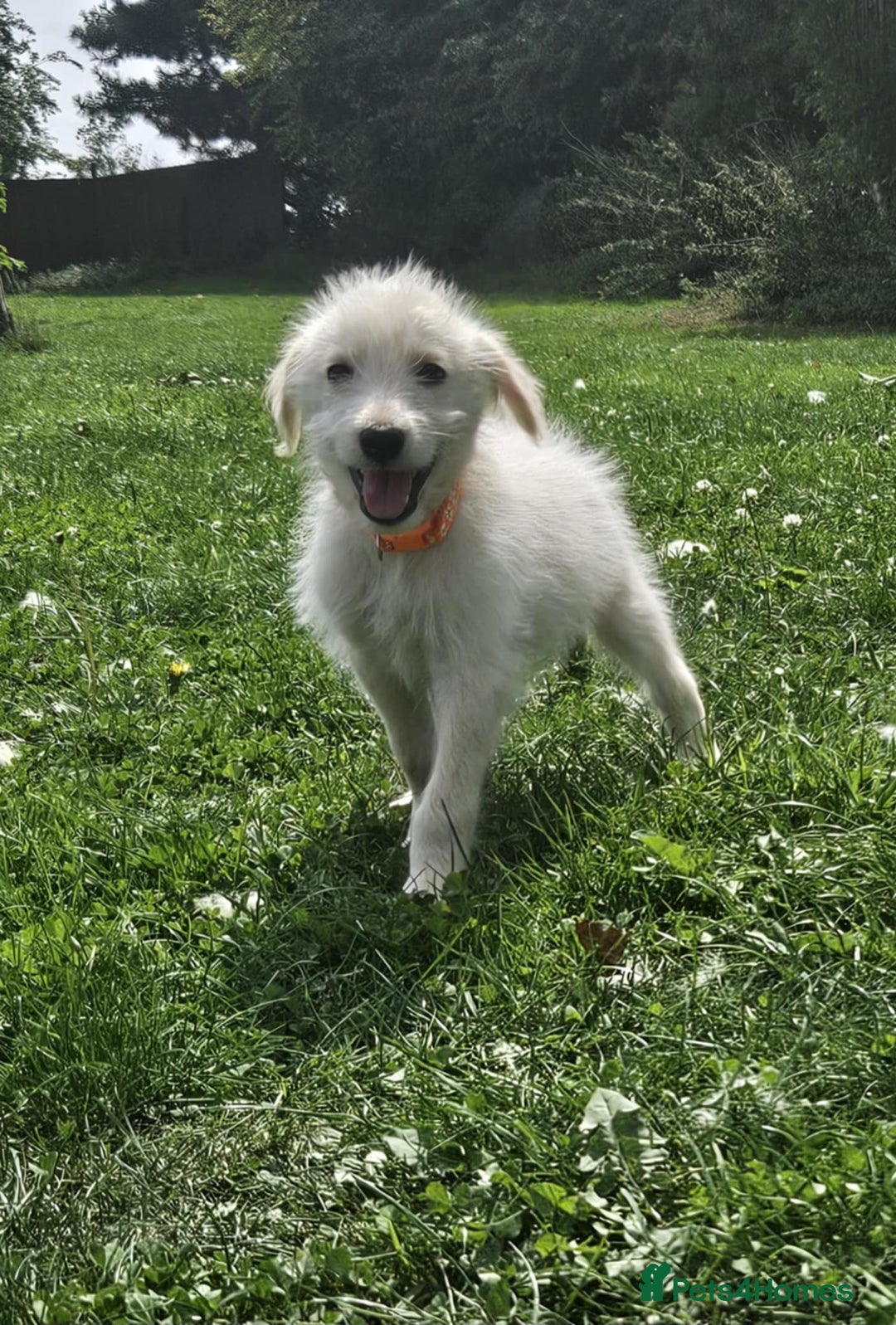 Mixed Breed dogs for sale: F1 Shepadoodle Puppies in Boston - Image 5