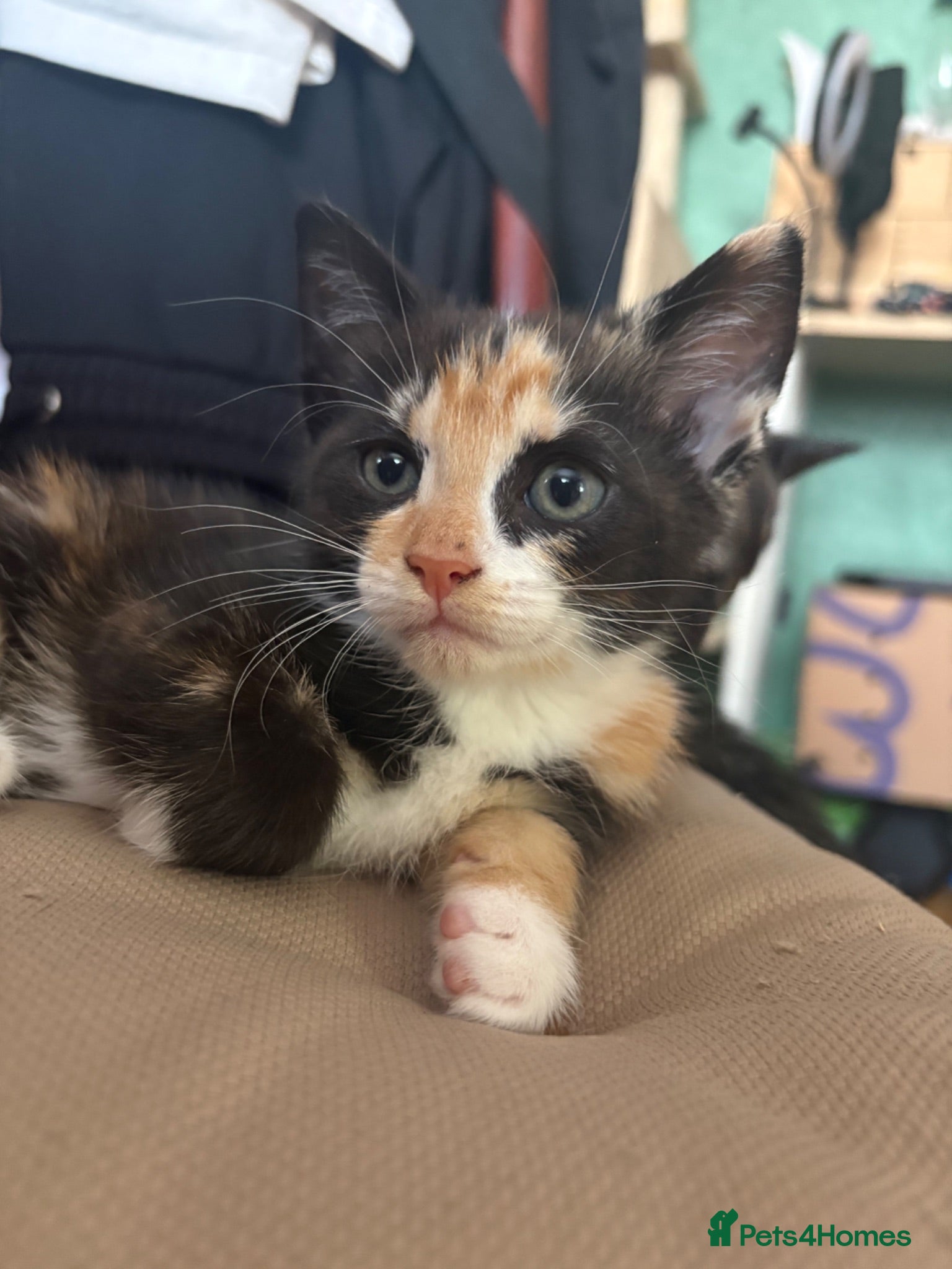 Mixed Breed cats Adorable kittens ready for loving homes - Advert 1